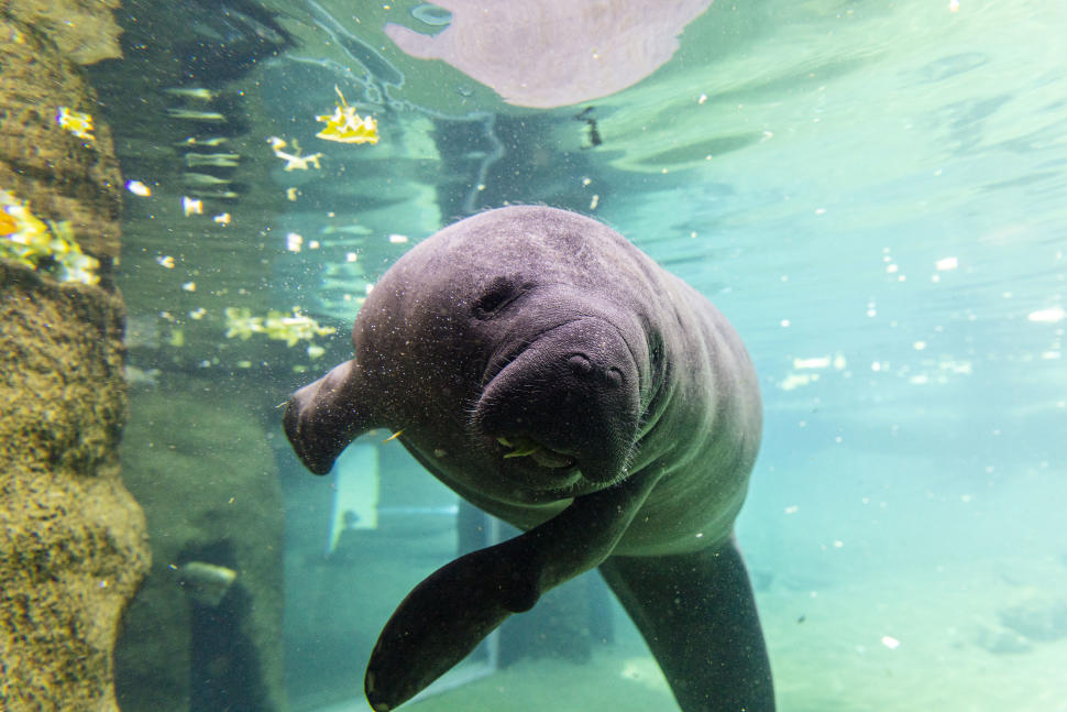 When to Meet the Manatees